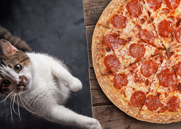 Cats love National Cheese Pizza Day