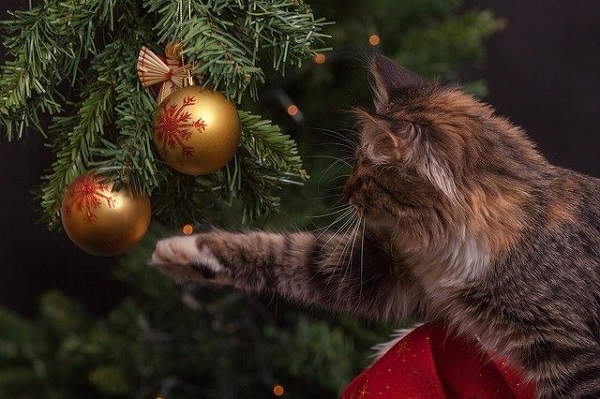 Fluffy Cat taking aim at Christmas Ornaments