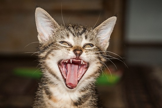 Tabby Cat says Hey, I Still Have My Tongue!
