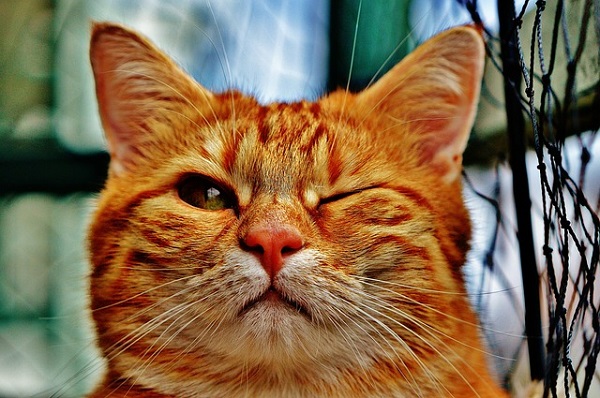 Orange Tabby Cat Gives a Wink Your Secret is Safe