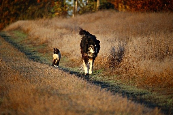 Siamese Cat walking with Border Collie Dog