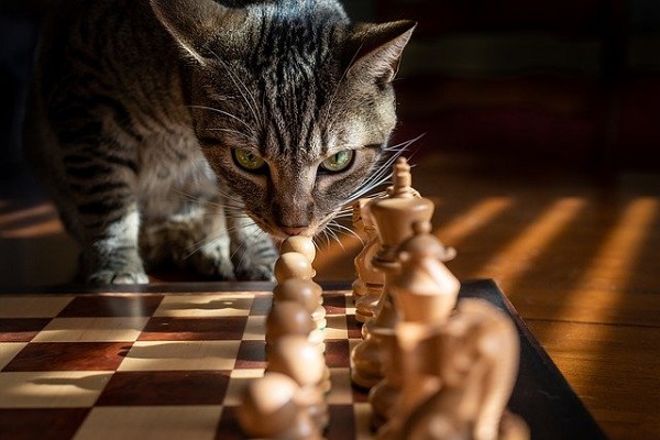 Tabby Cat contemplating First Move in Chess Game