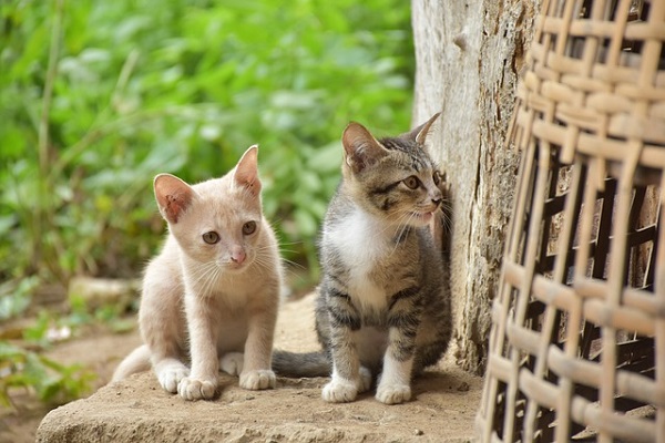 Two Kittens looking around the corner
