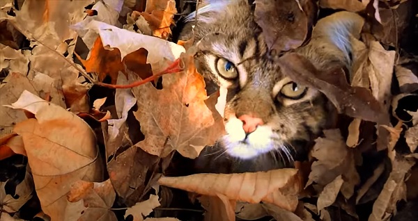Maine Coon Cat Tigger playing in the Autumn Leaves