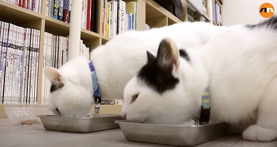 Tokyo based Company saves Cats to Reduce Stress