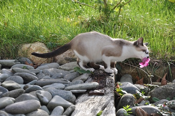 Cat in Rock Garden Smelling a Pink Flower
