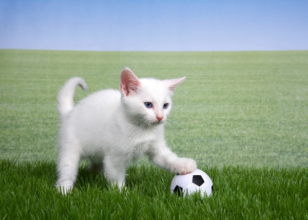 Feline Football Striker practicing Ball Control with Paws