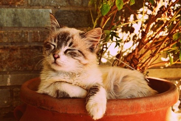 Kitten taking a cat nap inside a Plant Pot