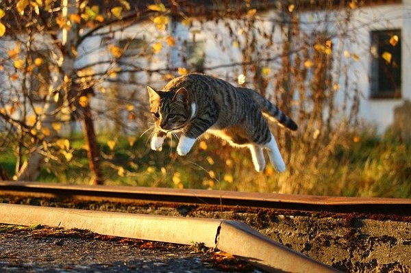 Leaping Cat in the Autumn with Evening Sunlight