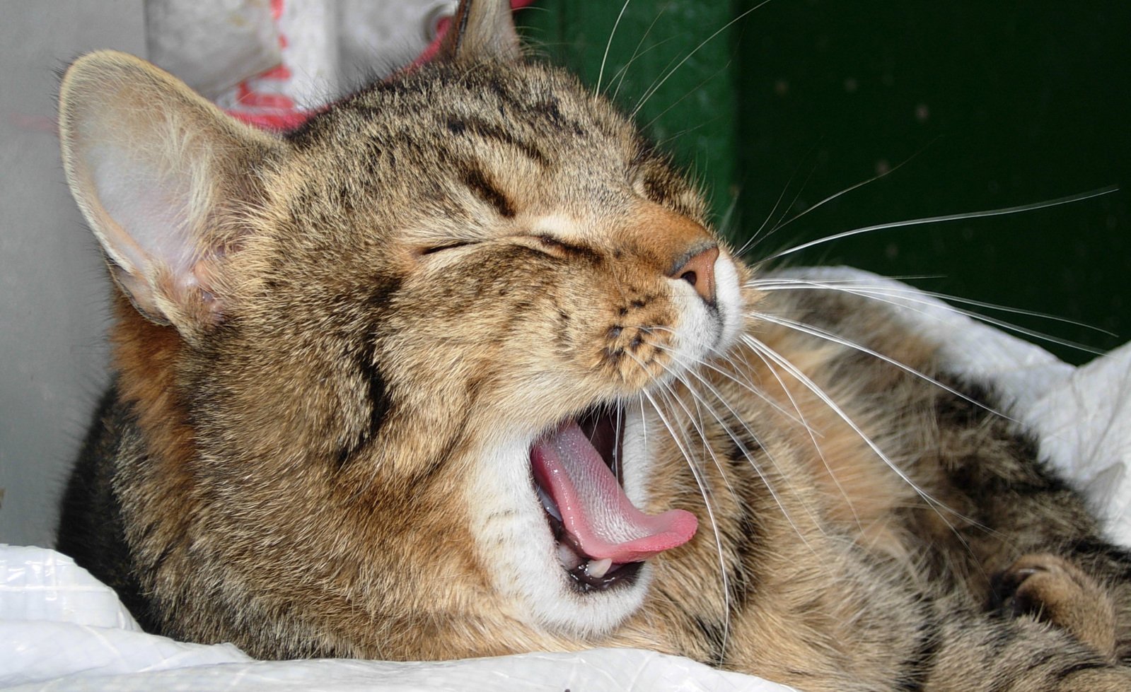 Light Brown Tabby Cat Yawning