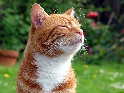 Male Ginger Cats outnumber Ginger Female Cats