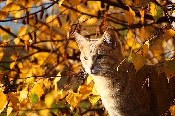 Orange Tabby Cat amongst leaves changing colors