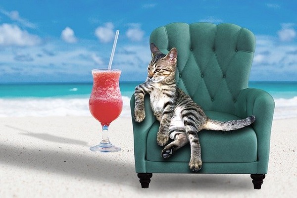 Tabby Cat with Tropical Drink on Beach