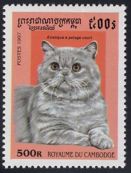 1997 Cambodia Exotic Shorthair Cat Postage Stamp