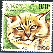 Felis Silvestris Ornata Asiatic Wildcat