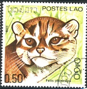Felis Viverrinus Fishing Cat