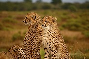 Two Cheetahs Poster for sale by Home Comforts
