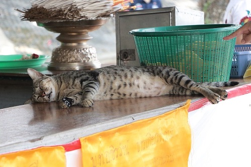 Wat Khun Inthapramun Cat Resting