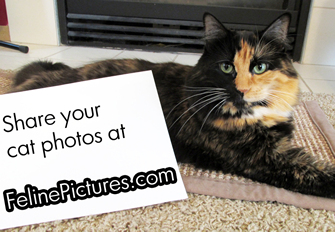 Piper a Tortoiseshell cat with a message for all Feline Lovers