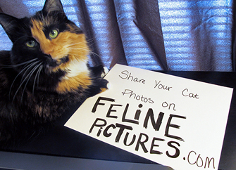 Piper a Tortoiseshell cat with a message for all Feline Lovers